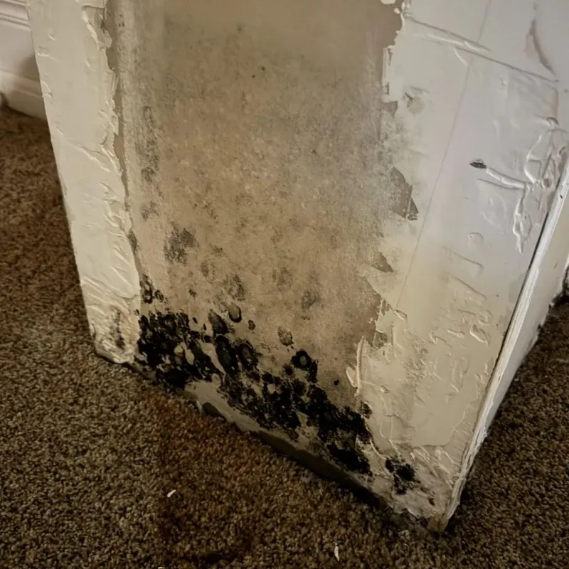 Professional Mold Removal in Frederick County, MD